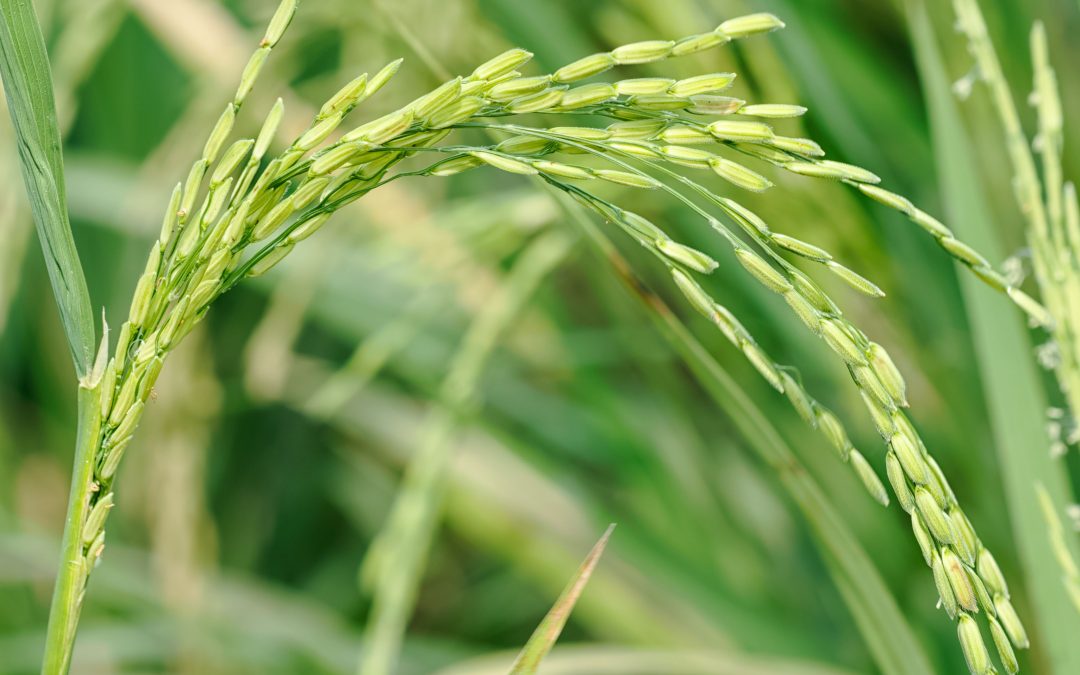 Alimentazione e cambiamento climatico: pediatri a confronto per una dieta sana e sostenibile