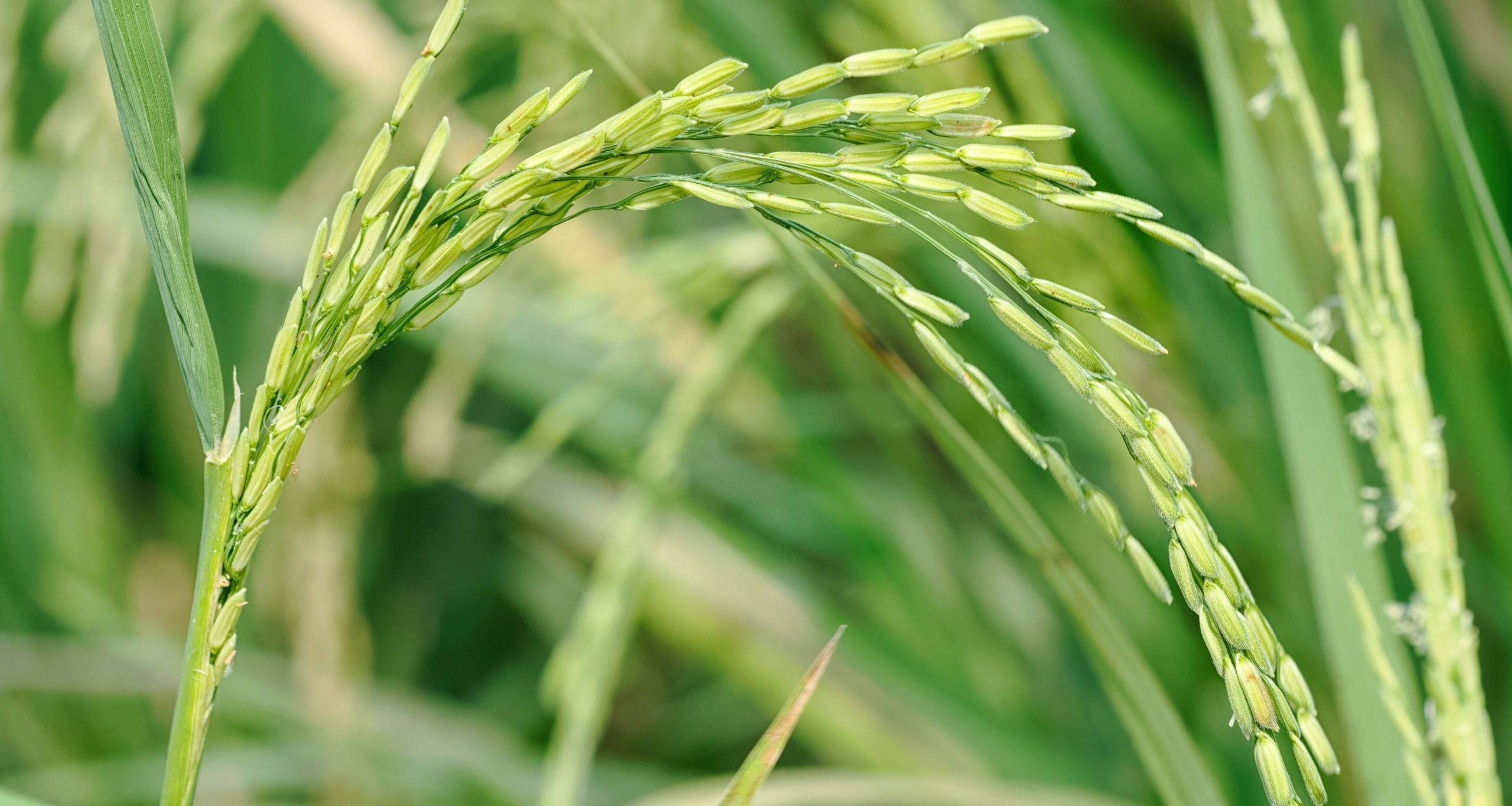 Fresh rice paddy in the rice field farm ""